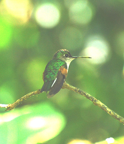 Blue-capped hummingbird